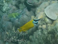 Konijnvissen [Siganidae]